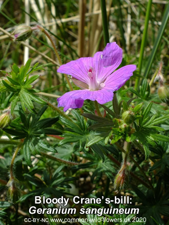 Bloody Crane’s-bill: Geranium sanguineum.Red/crimson. British and Irish Wildflower.