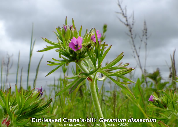 Cut-leaved Crane’s-bill: Geranium dissectum. Pink. British and Irish wildflower.