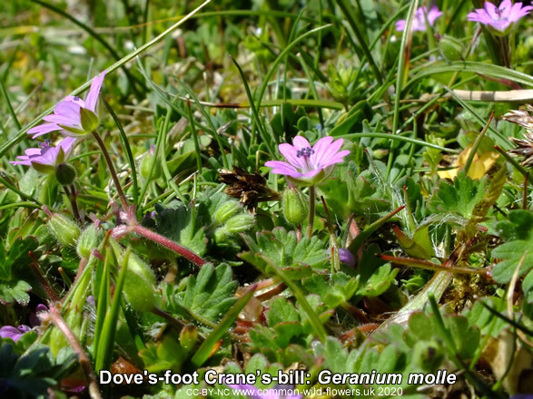 Dove’s-foot Crane’s-bill: Geranium molle. Pink. British and Irish wildflower.