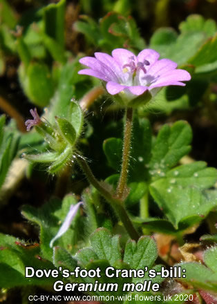 Dove’s-foot Crane’s-bill: Geranium molle. Pink. British and Irish wildflower.