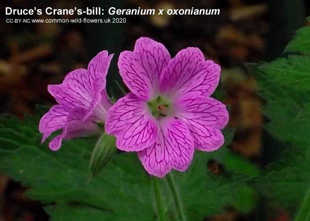 Druce’s Crane’s-bill: Geranium x oxonianum. Garden escapee. Pink. British and Irish Wildflowers.