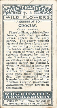 Yellow Crocus. Will's' Wild Flowers' 1923