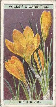 Crocus. Picture. Cigarette Card. Will's Wild Flowers 1923