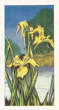 Yellow Flag. Iris pseudacorus. Picture. Trade Card. Sweetule Wild Flowers 1960