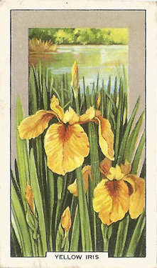 Yellow Iris. Iris pseudacorus. Picture. Cigarette Card. Gallaher Wild Flowers 1939