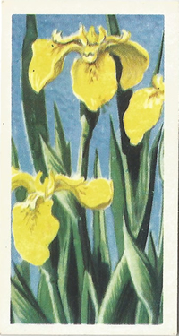 Yellow Iris. Iris pseudacorus. Picture. Tea card. Brooke Bond Wild Flowers 1959