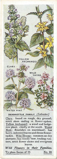 Deadnettle Family, Tea Card, Typhoo Tea,  Wild Flowers in their Families 1936