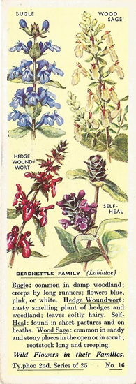 Deadnettle Family, Tea Card, Typhoo Tea,  Wild Flowers in their Families, 2nd Series, 1937