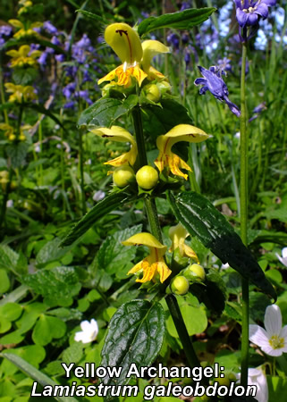 Yellow Archangel: Lamiastrum galeobdolon