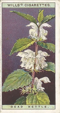 Dead Nettle, Cigarette Card, W.D. & H.O. Wills, Wild Flowers 1923