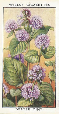 Water Mint, Cigarette Card, W.D. & H.O. Wills, Wild Flowers 1936