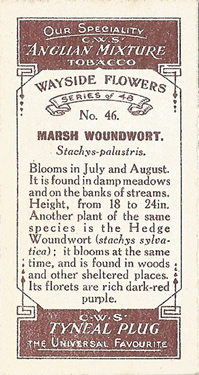 Marsh Woundwort: Stachys palustris. Cigarette card. CWS 'Wayside Flowers' 1923