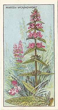 Marsh Woundwort: Stachys palustris. Cigarette card. CWS 'Wayside Flowers' 1923
