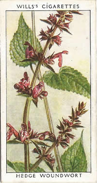 Hedge Woundwort, Cigarette Card, W.D. & H.O. Wills, Wild Flowers, 2nd Series, 1937