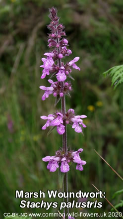 Marsh Woundwort: Stachys palustris. Purple wildflower. UK and Ireland.
