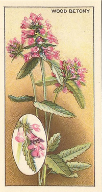 Wood Betony, Cigarette Card, CWS Wayside Flowers 1928