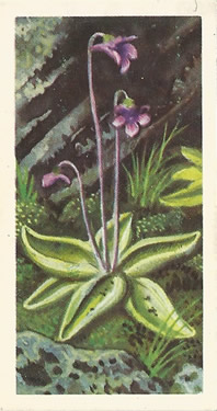 Common Butterwort: Pinguicula vulgaris. Tea Card. Brooke Bond Wild Flowers 1959