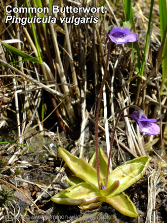 Common Butterwort: Pinguicula vulgaris. British and Irish wildflower.