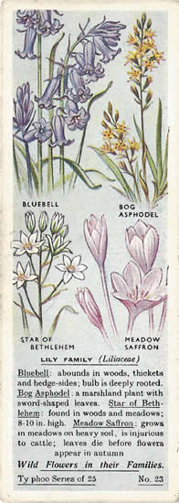 Lily. Picture. Tea Card. Typhoo Wild Flowers in their Families 1936