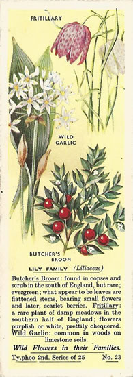 Lily. Picture. Tea Card. Typhoo Wild Flowers in their Families, 2nd Series, 1937