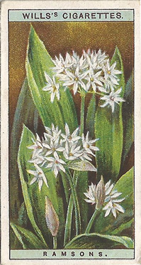 Ramsons. Picture. Cigarette Card. Will's Wild Flowers 1923