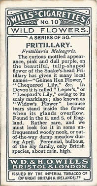 Fritillary: Fritillaria meleagris. Cigarette card. Will's 'Wild Flowers' 1923