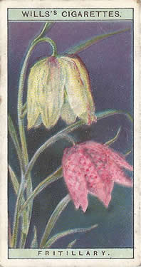 Fritillary: Fritillaria meleagris. Cigarette card. Will's 'Wild Flowers' 1923