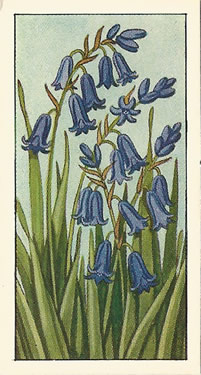Bluebell. Picture. Tea Card. Ty-Phoo Wild Flowers 1961