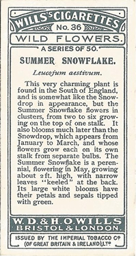 Summer Snowflake. Pictue. Cigarette Card. Will's Wild Flowers 1923