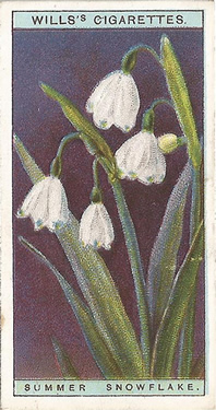 Summer Snowflake. Pictue. Cigarette Card. Will's Wild Flowers 1923