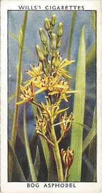 Bog Asphodel, Picture, Cigarette Cards, W.D. & H.O. Will's Wild Flowers, 2nd Series, 1937