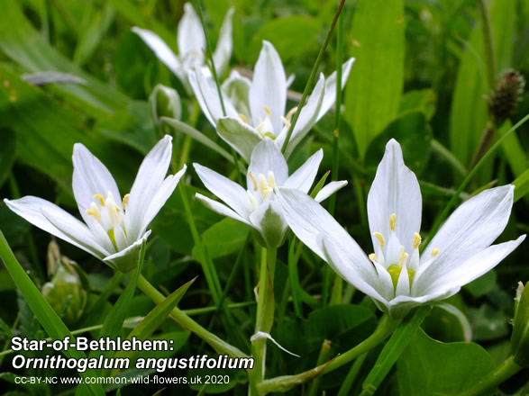 Star-of-Bethlehem: Ornithogalum angustifolium. White wildflower.