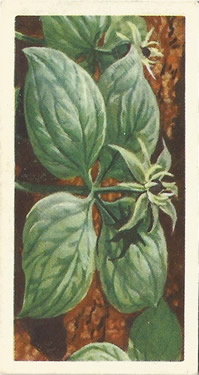 Herb-paris: Paris quadrifolia. Tea Card. Brooke Bond 'Wild Flowers', Series 3, 1964