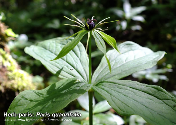 Herb-paris: Paris quadrifolia. British and Irish wild flower.