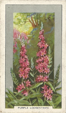 Purple Loosestrife. Lythrum salicaria. Picture. Cigarette Card. Gallaher Wild Flowers 1939
