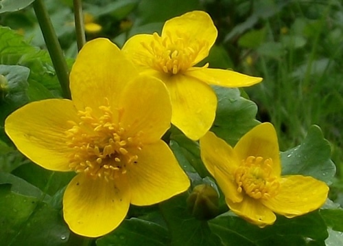 Buttercups: RANUNCULACEAE. Hellebores, Anemones, Buttercups, Crowfoots.