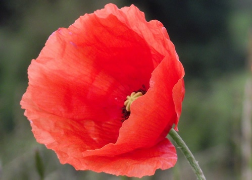 Poppies: PAPAVERACEAE