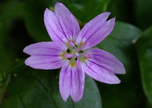 Pinks: CARYOPHYLLACEAE