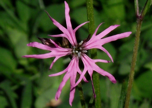 Pinks: CARYOPHYLLACEAE. Stitchworts, Mouse-ears, Chickweeds, Campions, Catchflies.