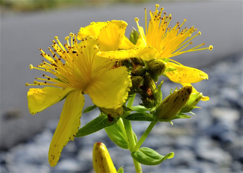 St John’s-wort: CLUSIACEAE