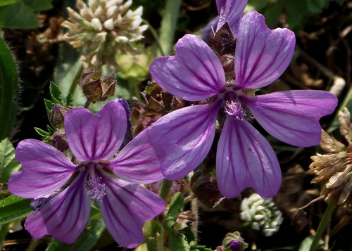 Mallow: MALVCACEAE. Common, Musk, Tree, Marsh.