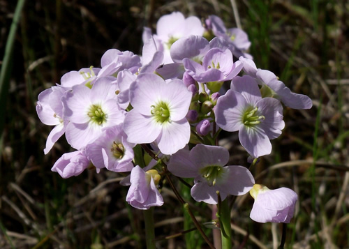 Cress: BRASSICACEAE. Rockets, Mustards, Bitter-cresses, Cabbages.