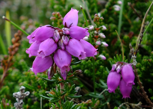 Heather: ERICACEAE. Ling, Bell, Heath, Billberry