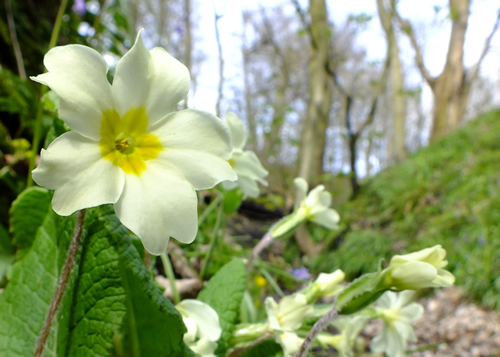 Primrose: PRIMULACEAE. Cowslip, Water Violet, Scarlet Pimpernel.