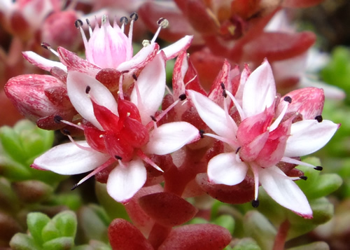 Stonecrop: CRASSULACEAE. Biting, English, Navelwort.