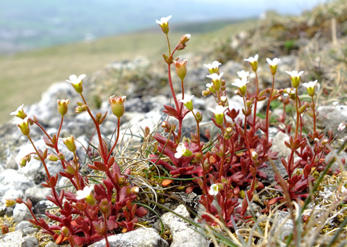 Saxifrage: SAXIFRAGACEAE. Rue-leaved, Opposite-leaved Golden, Fringecups, Grass-of-Parnassus.