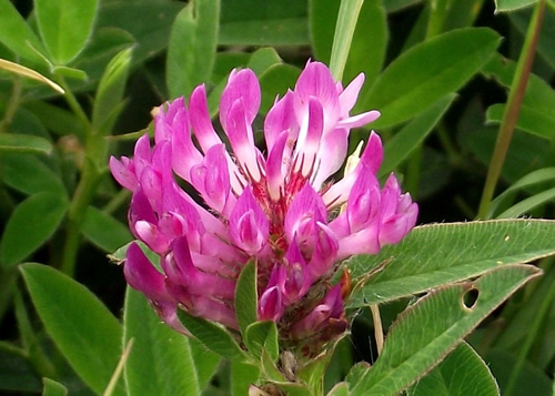 Peas: FABACEAE. Vetches, Clovers, Melilots, Restharrow, Gorse.