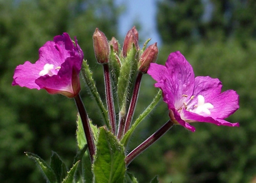 Willowherbs: ONAGRACEAE. Great, Rosebay, Evening Primrose, Enchanter's-nightshade.