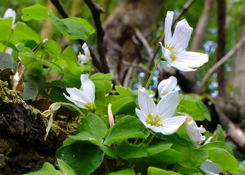 Wood Sorrel: OXALIDACEA