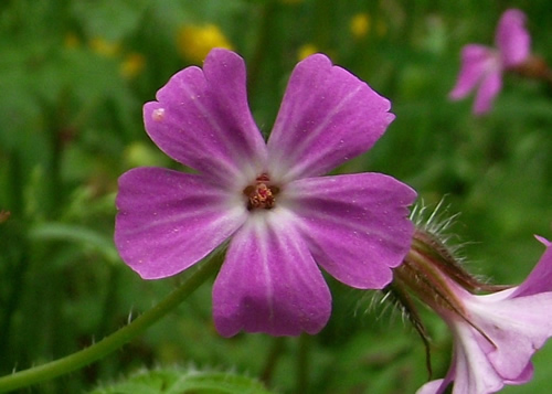 Geranium: GERANIACEAE. Crane's-bills, Stork's-bills.